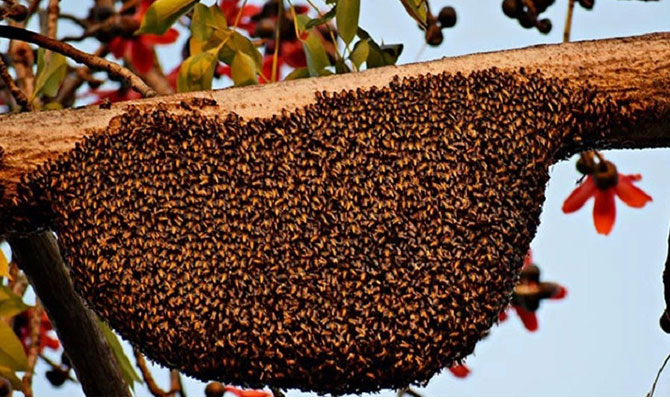 Apiculture